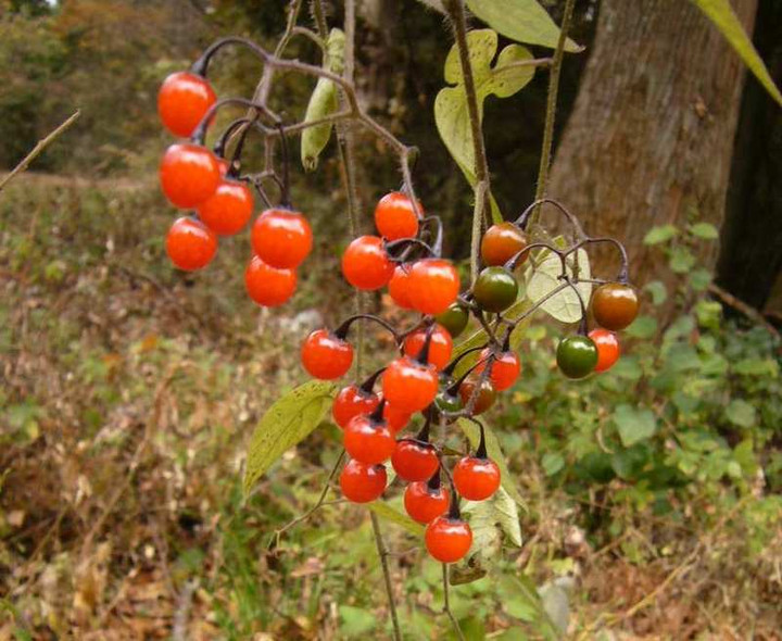 P1190046