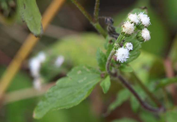 Pc130749marubahujibakama
