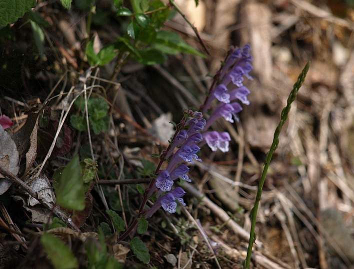 P4109590_2