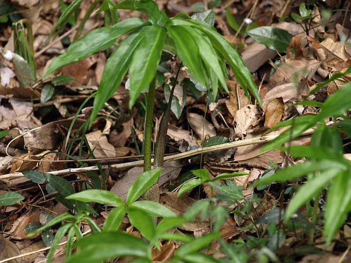 P4109735
