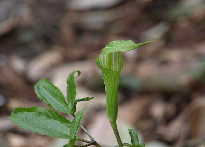 P4110068