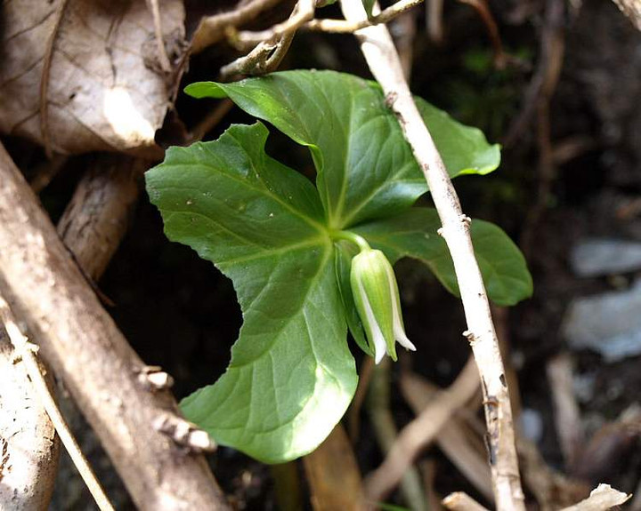 P4110238