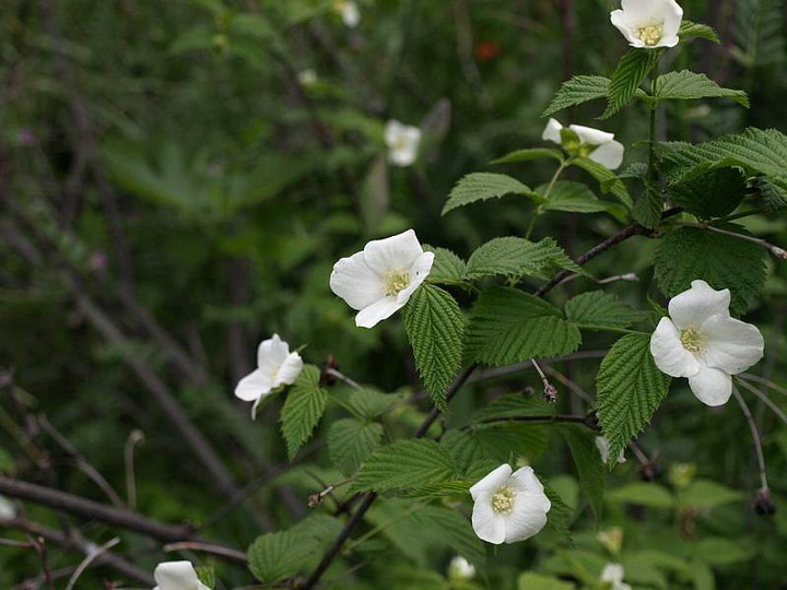 P4232207