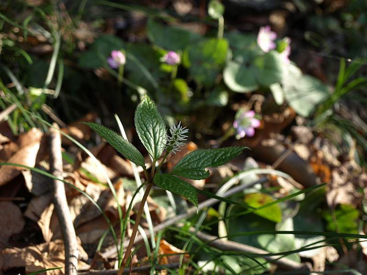 P4130782