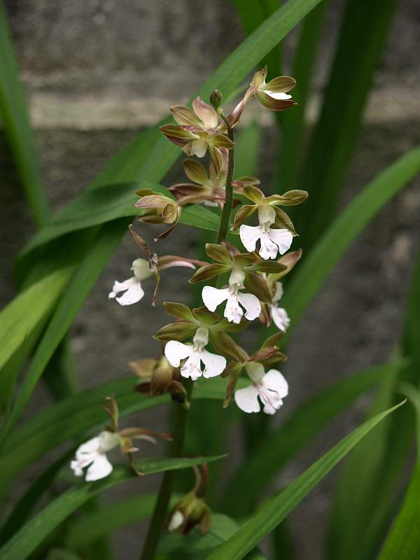 P4262930