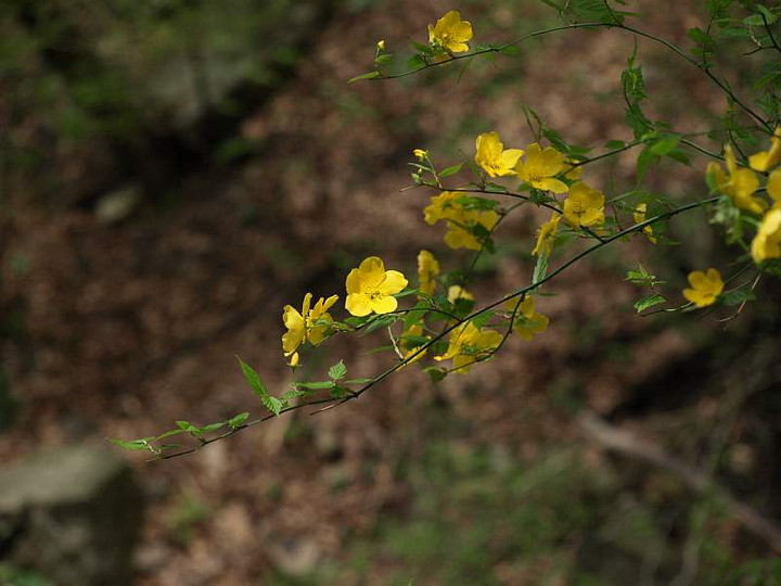 P4252388