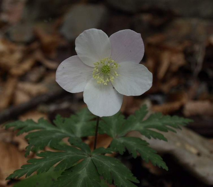 P4252481