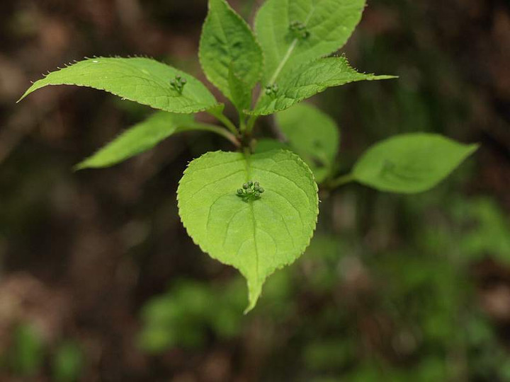 P4252540