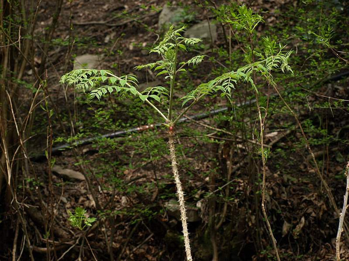 P4252547