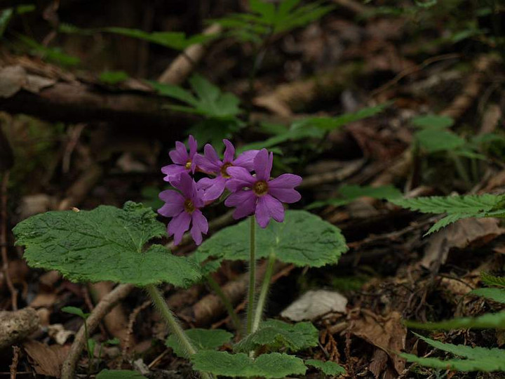 P5044806