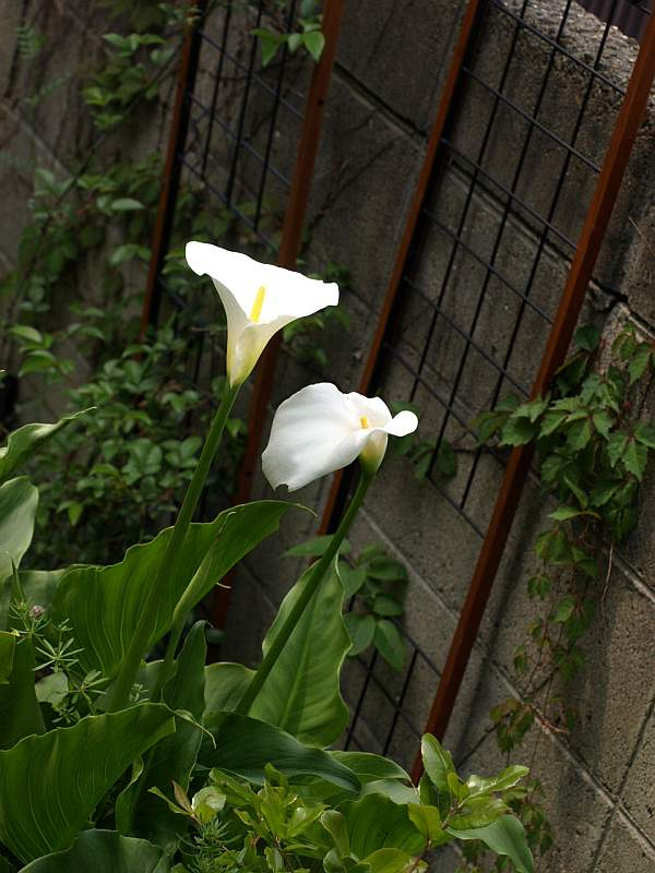 P4283416