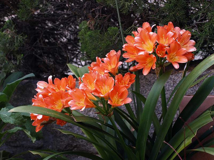 P4303967