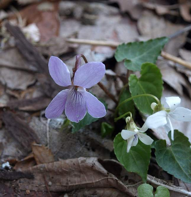 P4293772