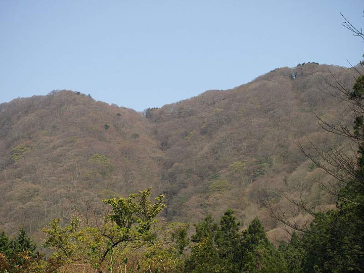 P4293877