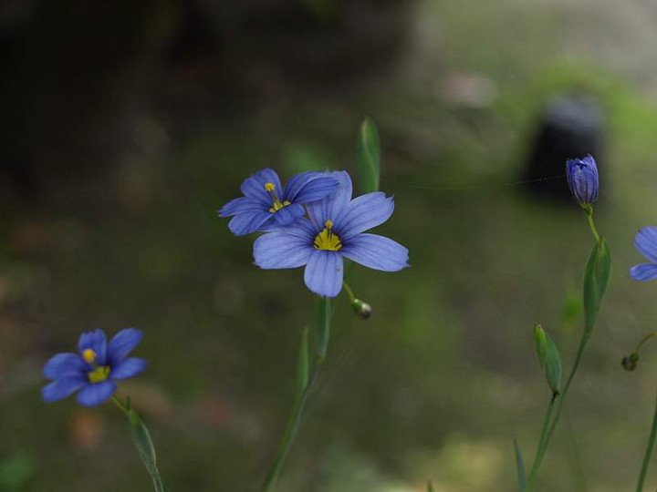 P4303980