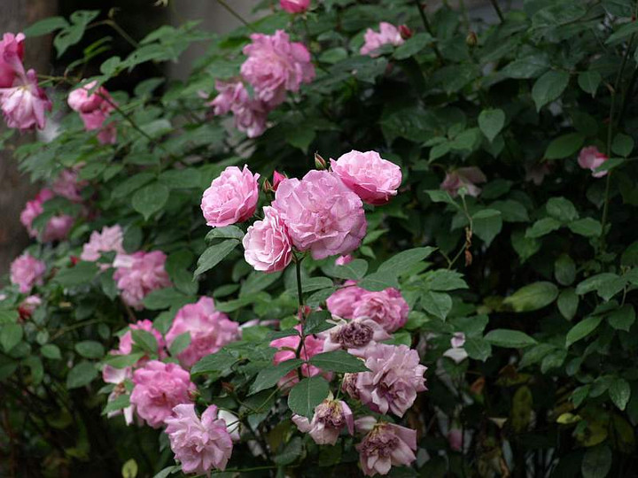 P5054999