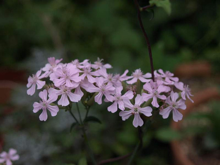 P5095551