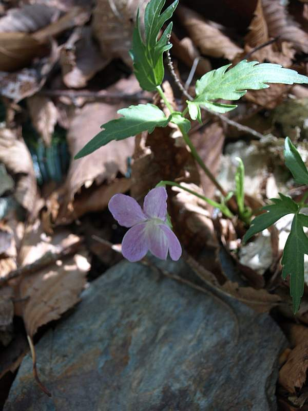 P5034278