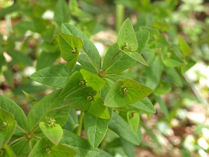 P5034283