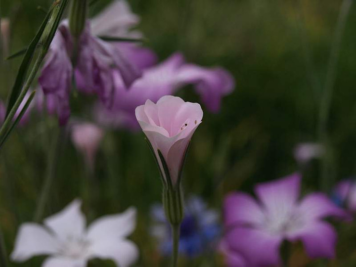 P5095504