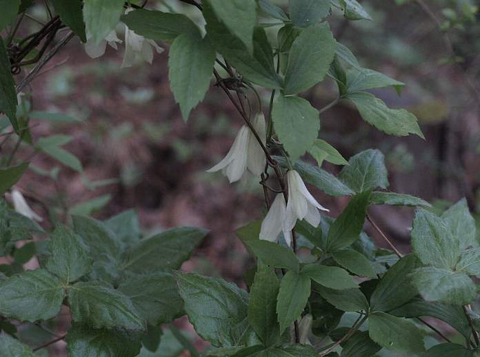 P5044875