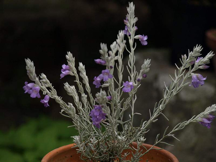 P4232231