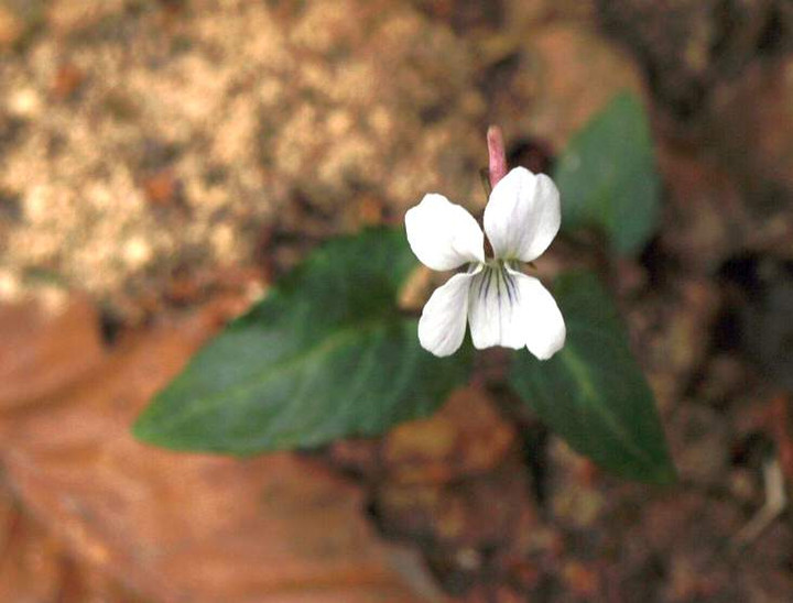 P5044757