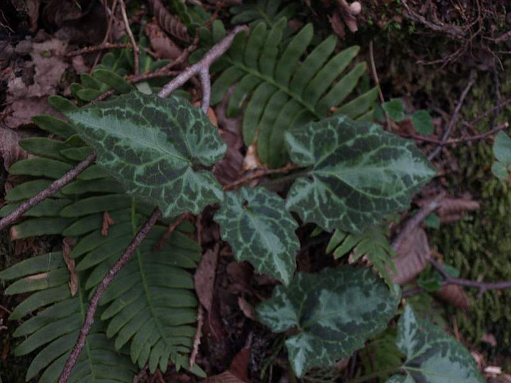 P5044776