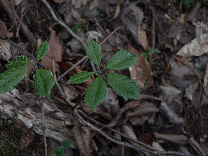 P5044782