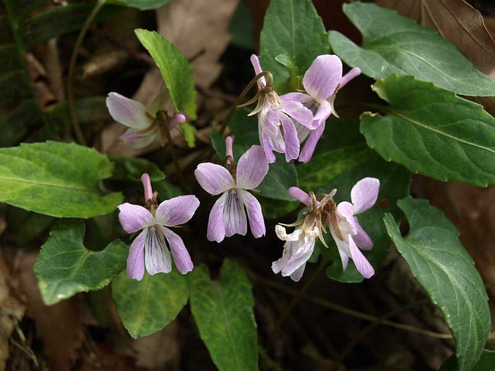P5044784