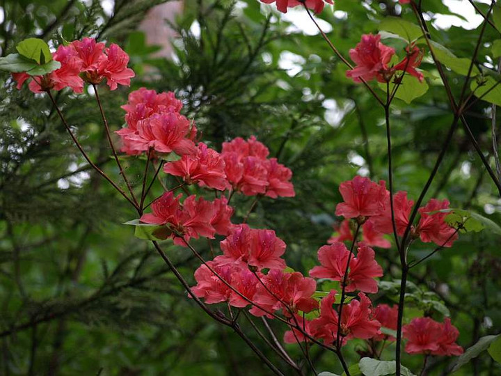 P5065279