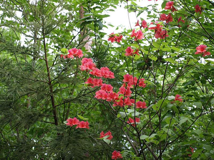 P5065280