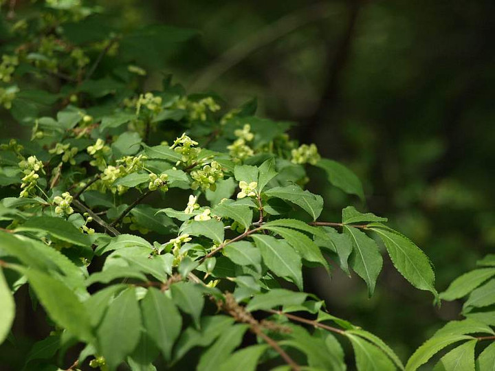 P5085329