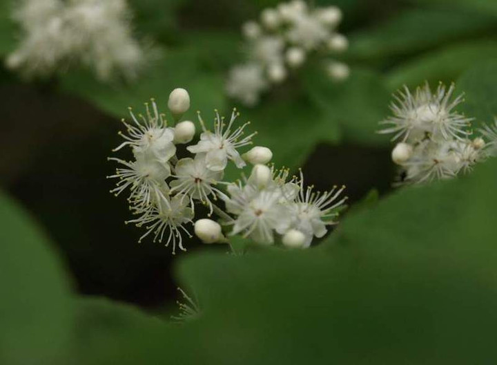P5085381
