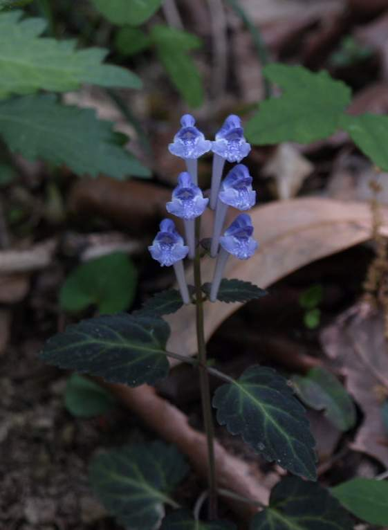 P5085402