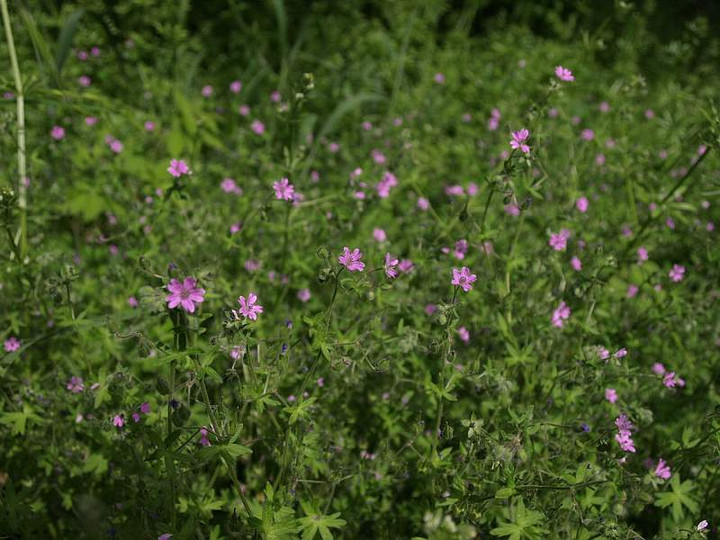 P5085408