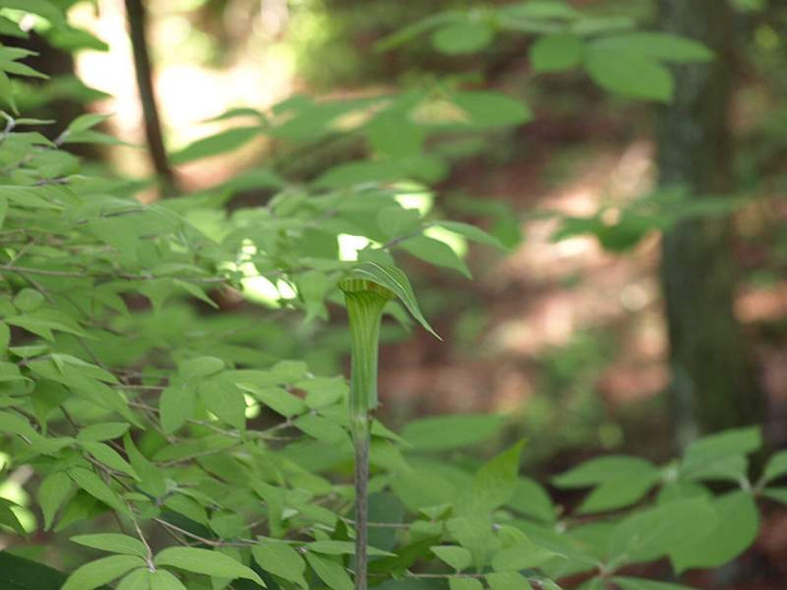 P5125652
