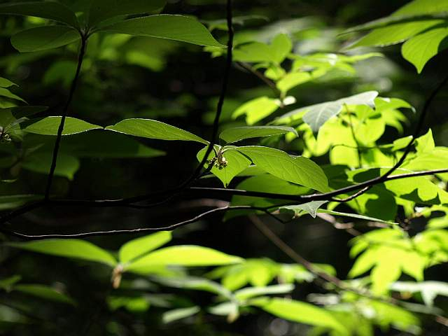 P5125666