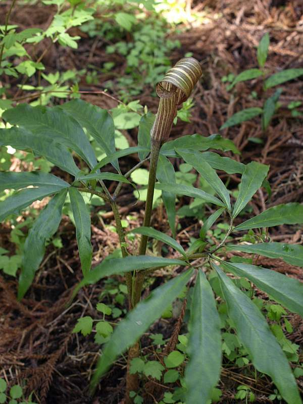 山好き、花好き : 新緑の徳島の山へ、その２、テンナンショウの仲間