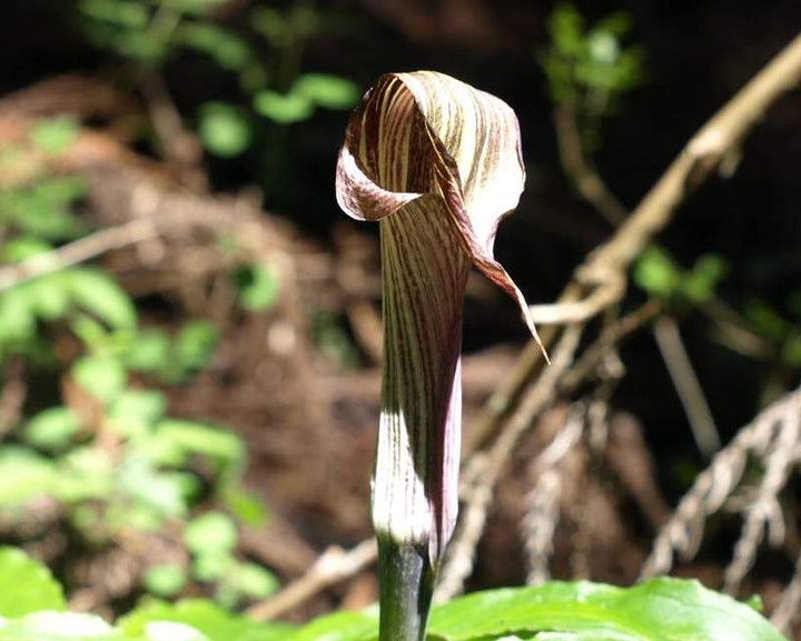 P5125689