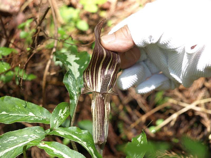 山好き、花好き : 新緑の徳島の山へ、その２、テンナンショウの仲間