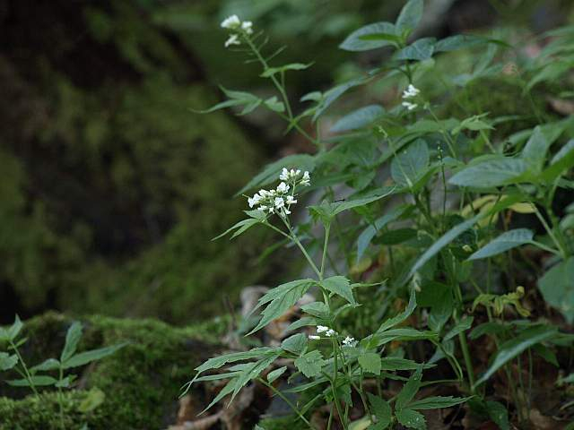 P5125723