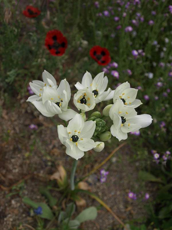 P5085431