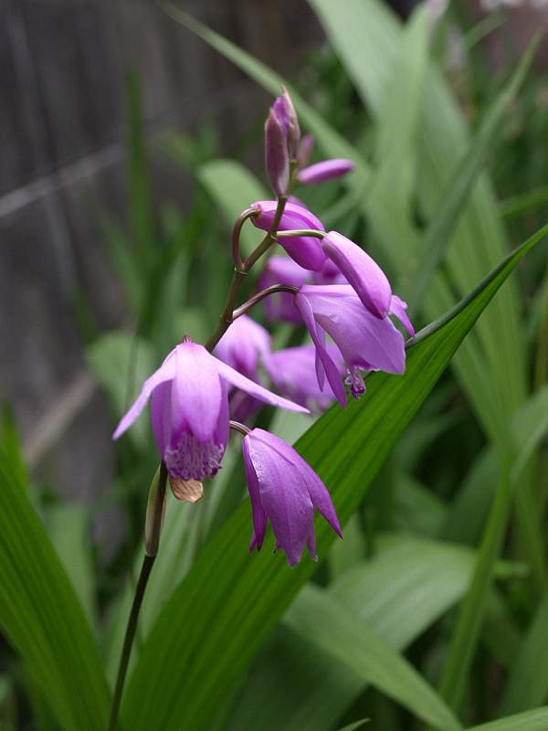 P5095485