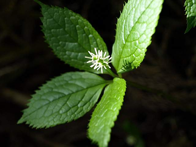 P5125767
