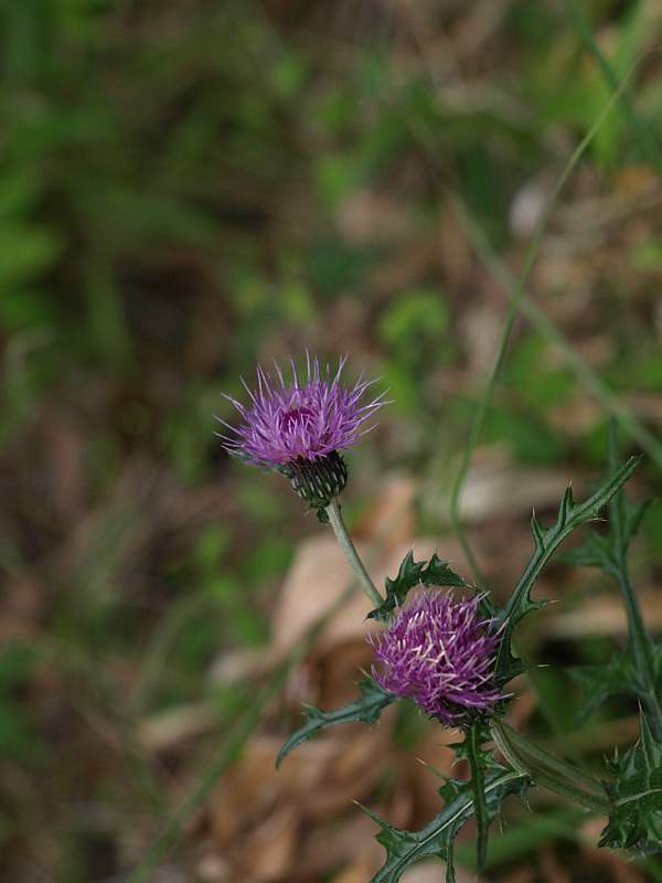 P5125858