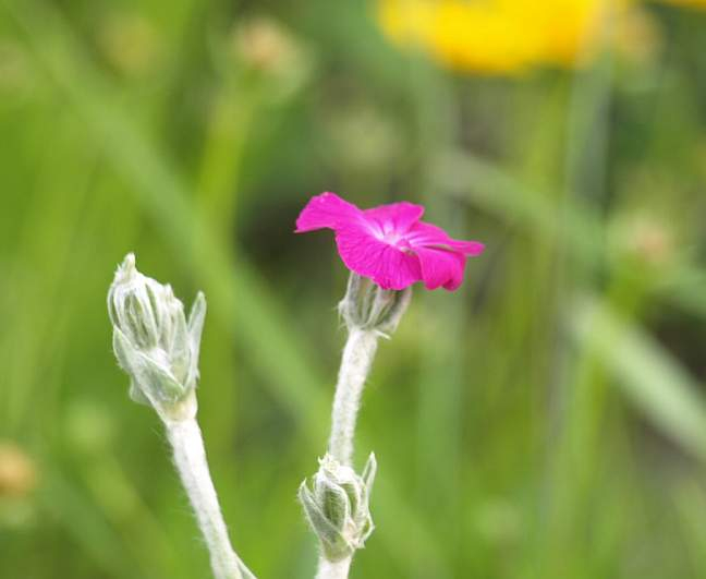 P5217248