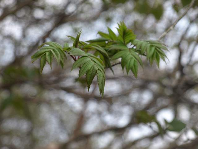 P5186478