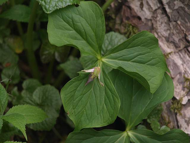 P5187041