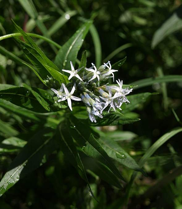 P5115576